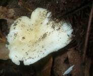Blassgelber Täubling, Foto 6