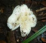 Blassgelber Täubling, Foto 7