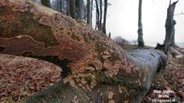 Orangeroter Kammpilz, Foto 14