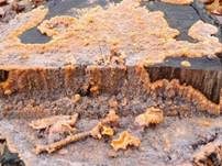 Orangeroter Kammpilz, Foto 16