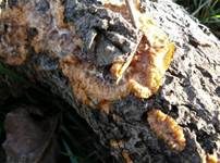 Orangeroter Kammpilz, Foto 18