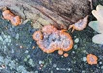 Orangeroter Kammpilz, Foto 40