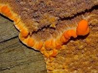 Orangeroter Kammpilz, Foto 67