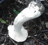 Orangeroter Mairitterling, Foto 12