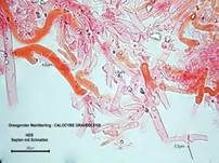 Orangeroter Mairitterling, Foto 14