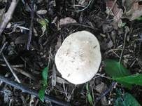 Orangeroter Mairitterling, Foto 11