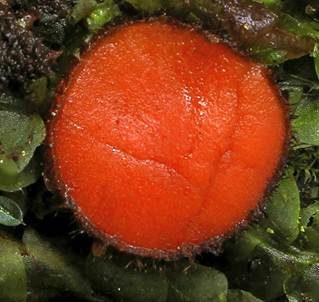 Orangeroter Schildborstling, Foto 3
