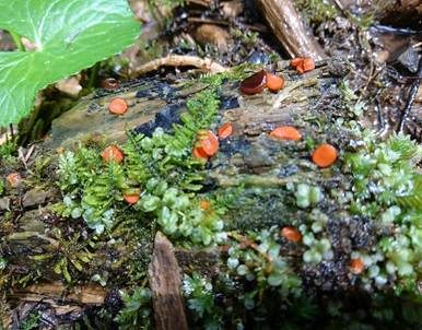 Orangeroter Schildborstling, Foto 6