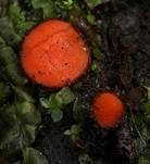 Orangeroter Schildborstling, Foto 8