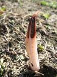 Orangeroter Stinkfingerpilz, Foto 12
