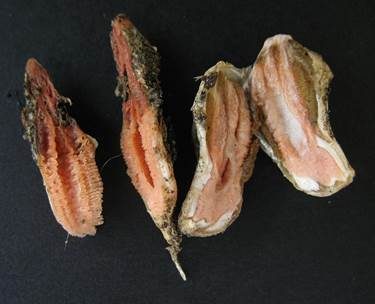 Orangeroter Stinkfingerpilz, Foto 5