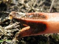 Orangeroter Stinkfingerpilz, Foto 9