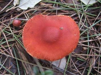 Orangeroter Träuschling, Foto 5