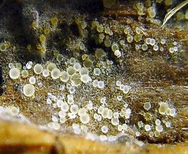 Blassgoldenes Spinnwebbecherchen, Foto 3