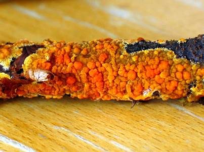 Orangeroter Zystidenrindenpilz, Foto 2