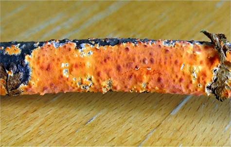 Orangeroter Zystidenrindenpilz, Foto 3
