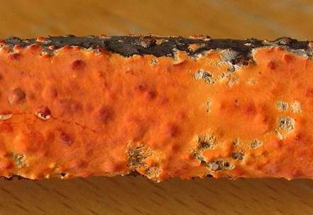 Orangeroter Zystidenrindenpilz, Foto 4