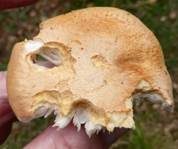 Orangeschneckling, Foto 19