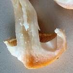 Orangeschneckling, Foto 22