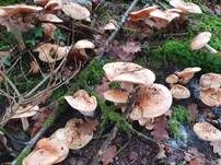 Orangeschneckling, Foto 29