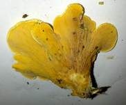 Orangeseitling, Foto 19