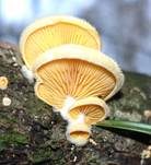 Orangeseitling, Foto 41