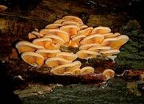 Orangeseitling, Foto 46