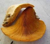 Orangeseitling, Foto 52