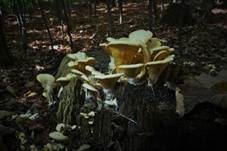Orangeseitling, Foto 57