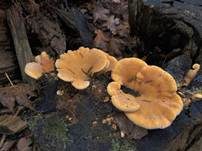 Orangeseitling, Foto 59