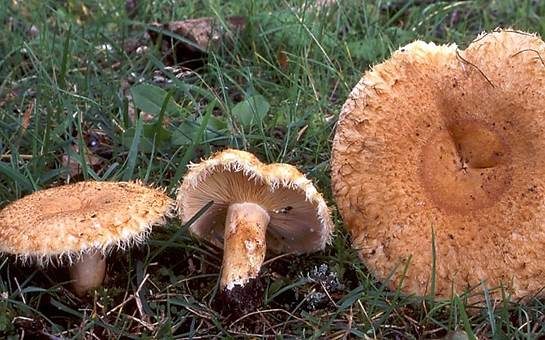 Orangfuchsiger Eichenmilchling, Foto 2