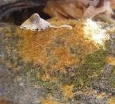 Ozonium, Foto 13