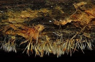 Ozonium, Foto 4