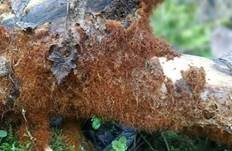 Ozonium, Foto 24