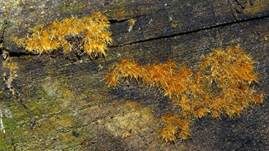 Ozonium, Foto 29