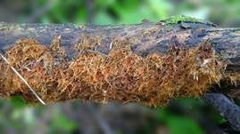 Ozonium, Foto 6
