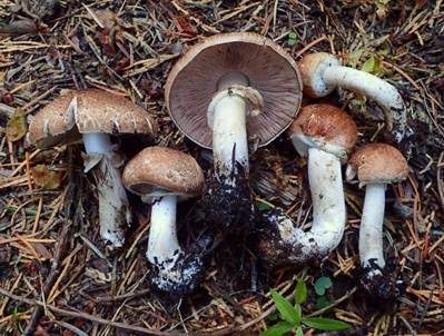 Pantherchampignon, Foto 2