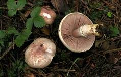 Pantherchampignon, Foto 9