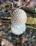 Pantherpilz, Foto 51