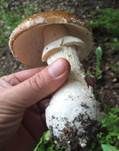 Pantherpilz, Foto 52