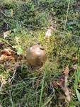 Pantherpilz, Foto 61