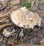 Pantherpilz, Foto 72