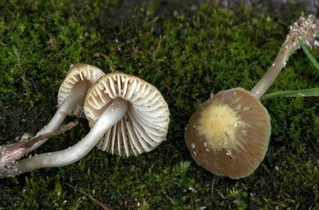 Papageienhelmling, Foto 3