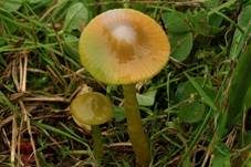 Papageiensaftling, Foto 22