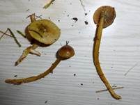 Papageiensaftling, Foto 24