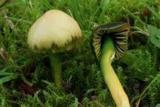 Papageiensaftling, Foto 6