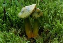 Papageiensaftling, Foto 7