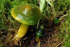 Papageiensaftling, Foto 8