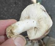 Papageientäubling, Foto 24