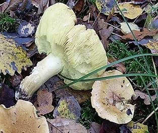 Pappel-Grünling, Foto 3